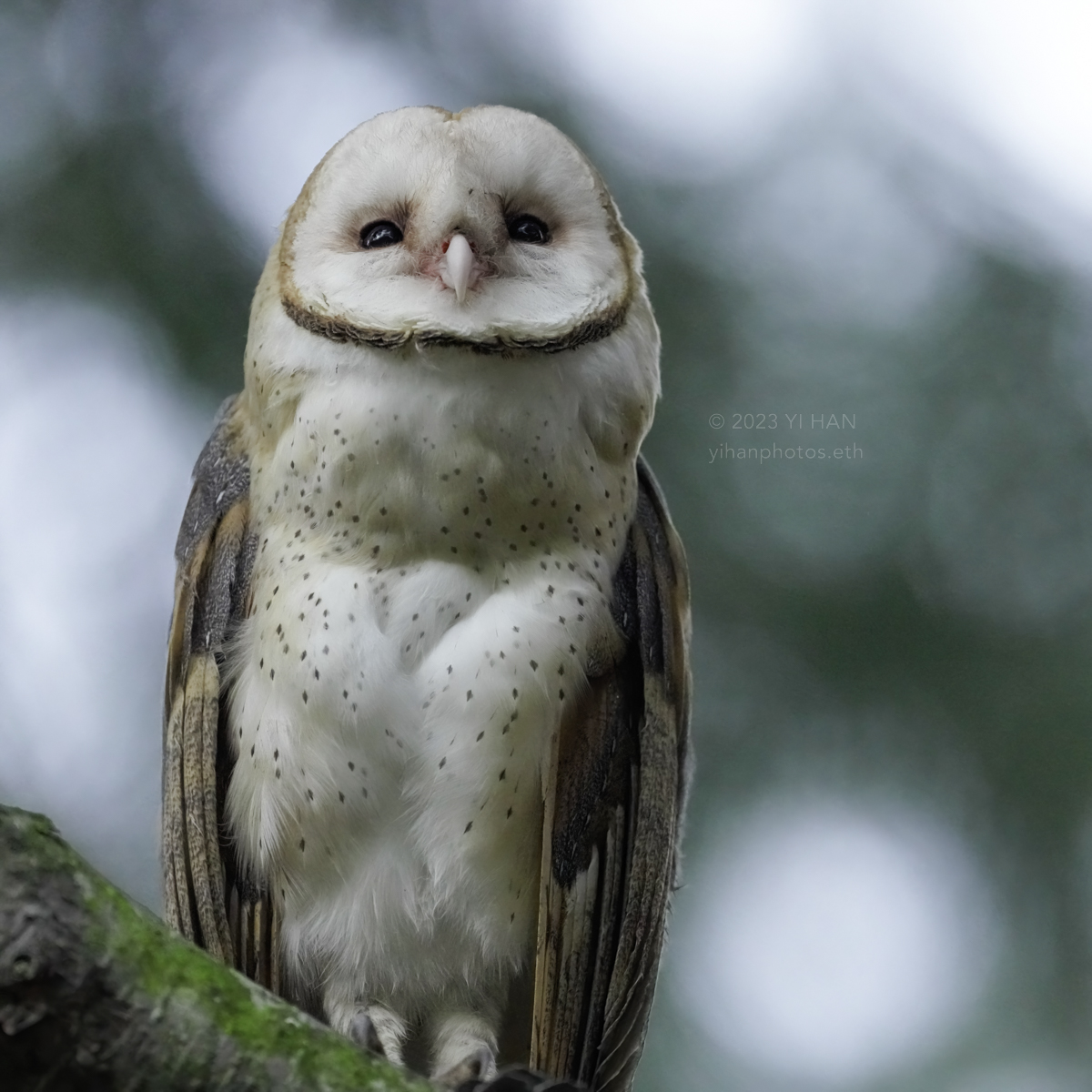 barn_owl_woods_2