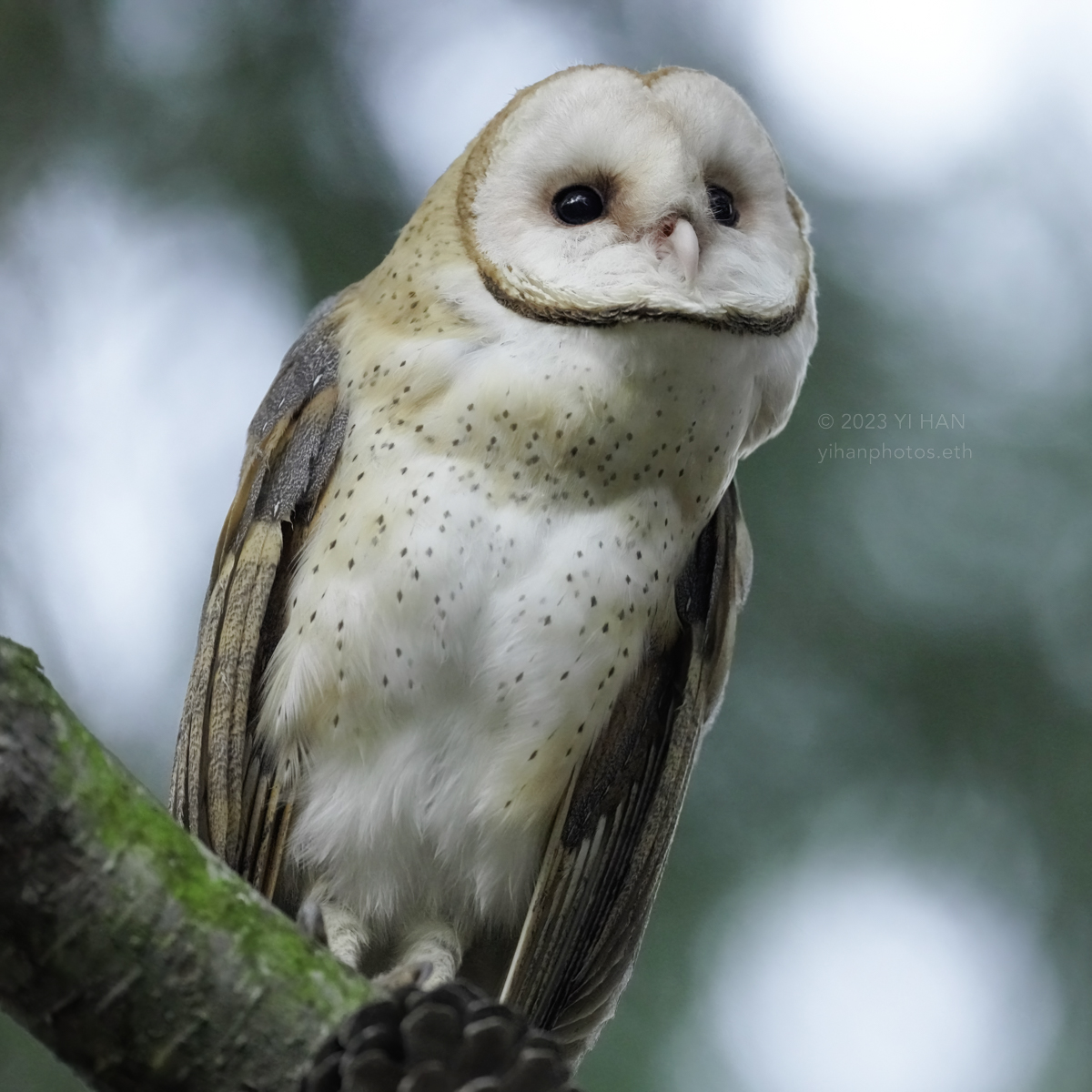 barn_owl_woods_3