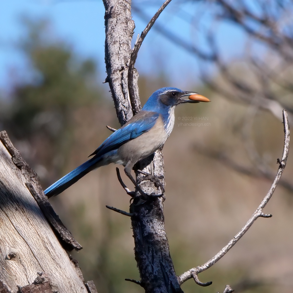 california scrub jay.jpg