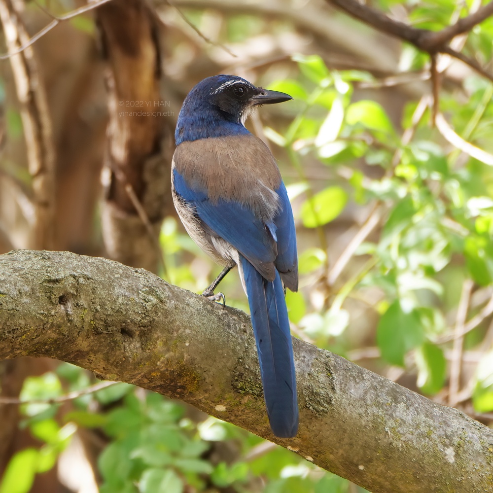 california scrub jay_3.jpg