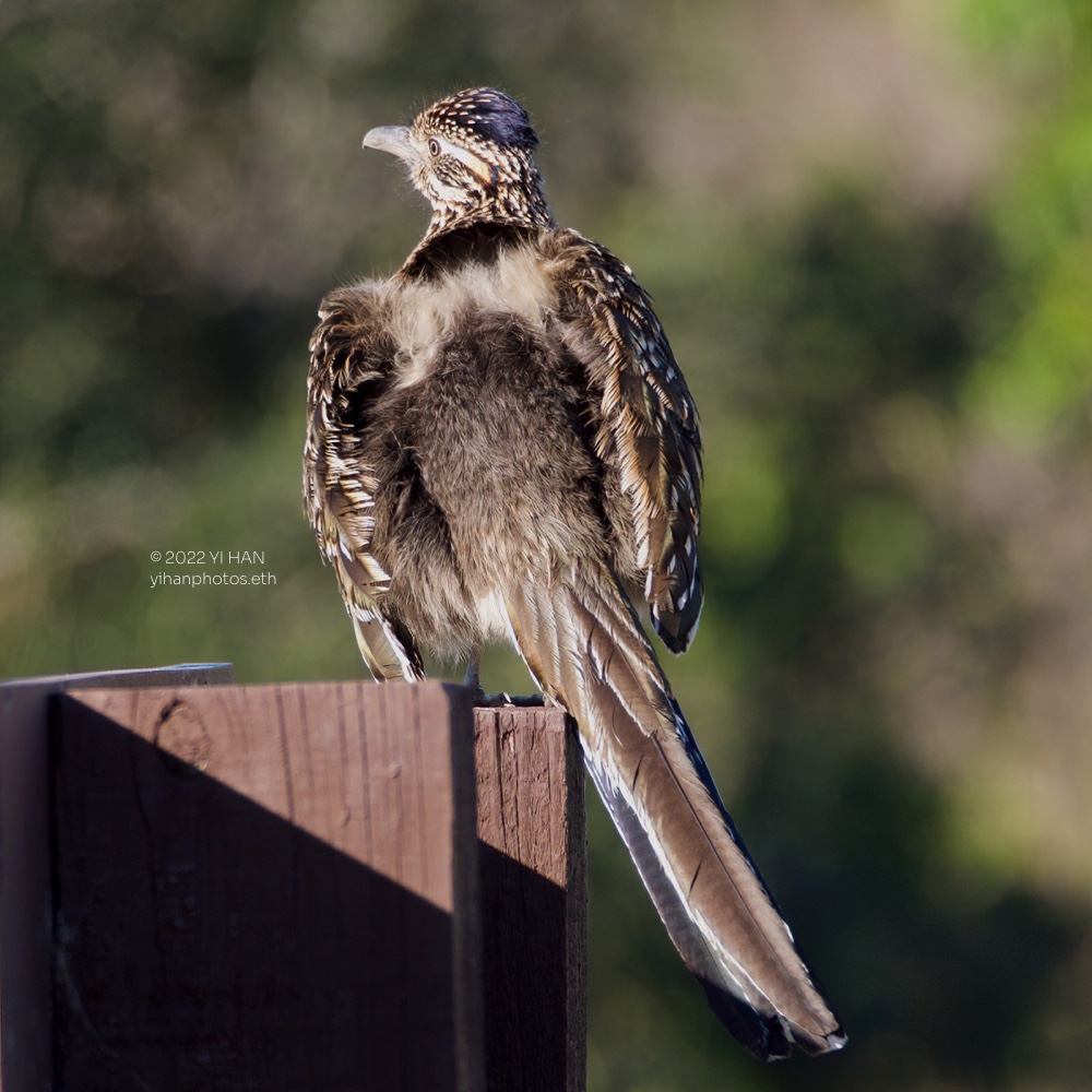 great_roadrunner_sunbathing_1