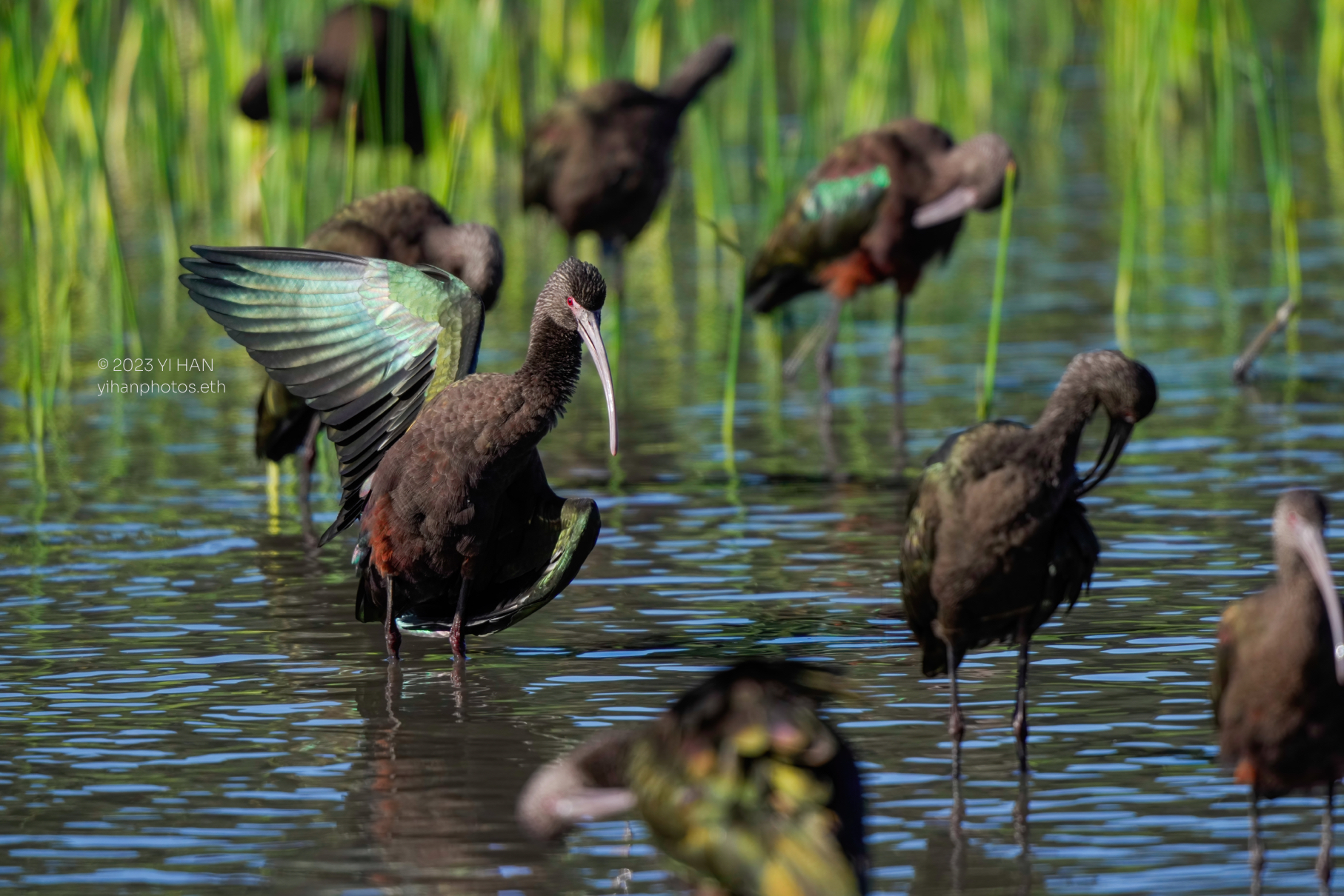 white_faced_ibis