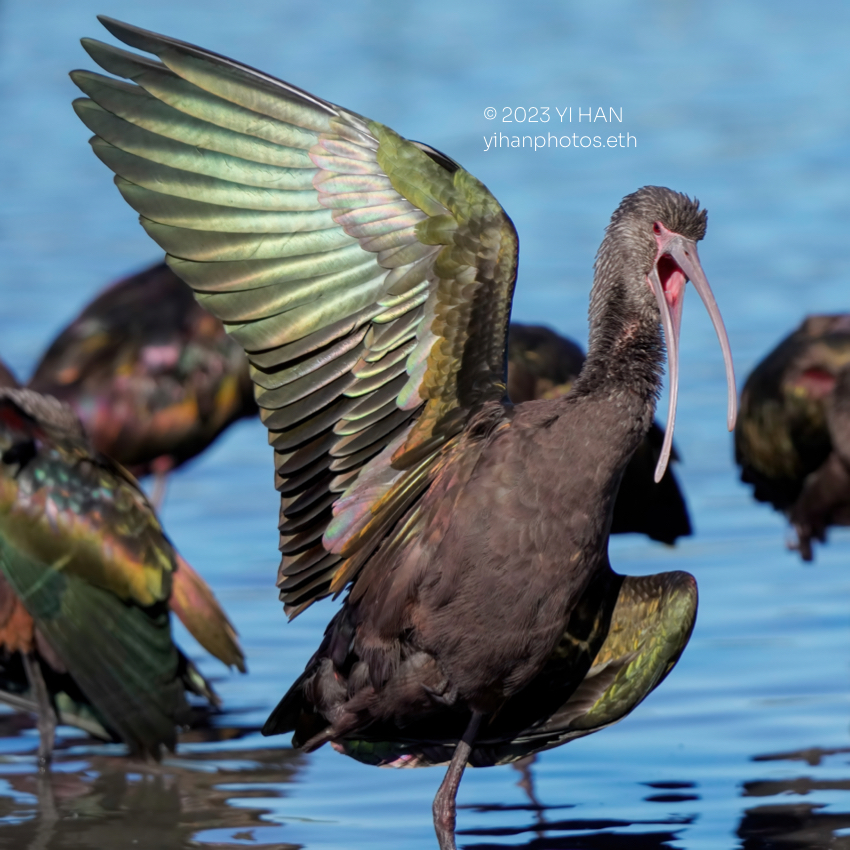 white_faced_ibis_3