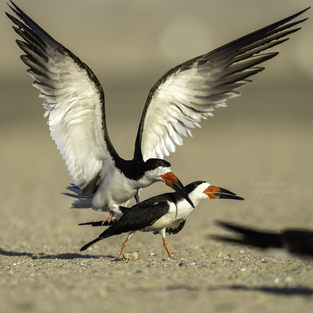 black-skimmer-2