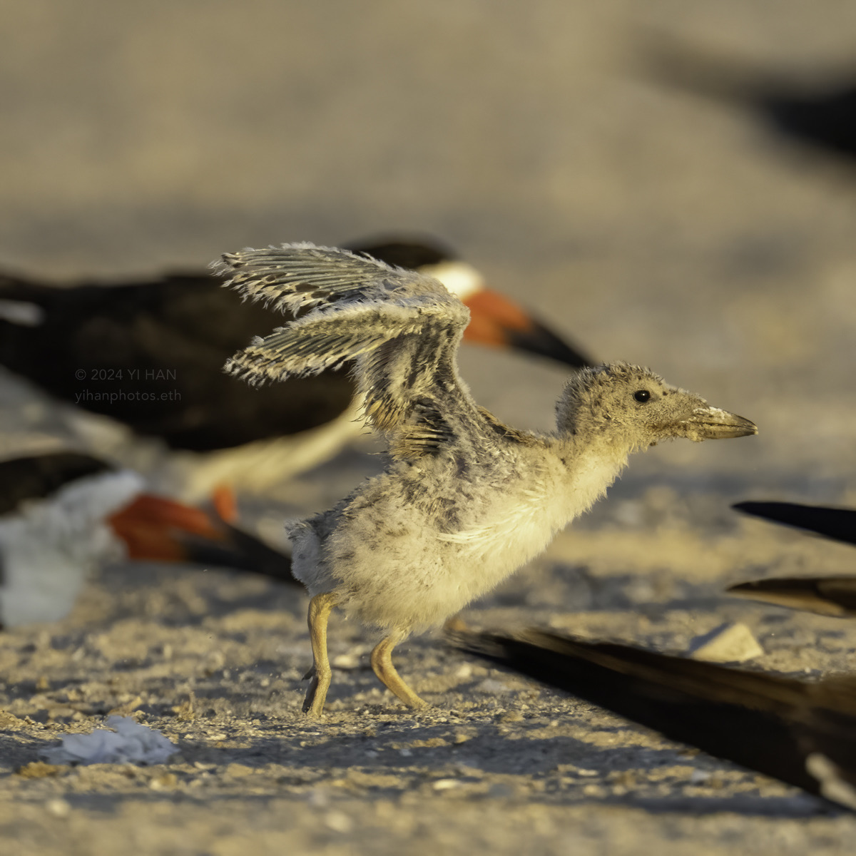 black-skimmer-5