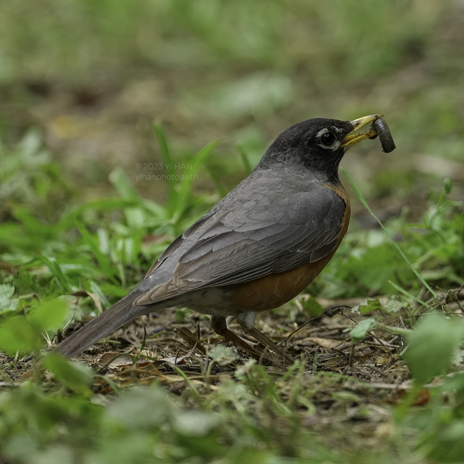 american_robin_2