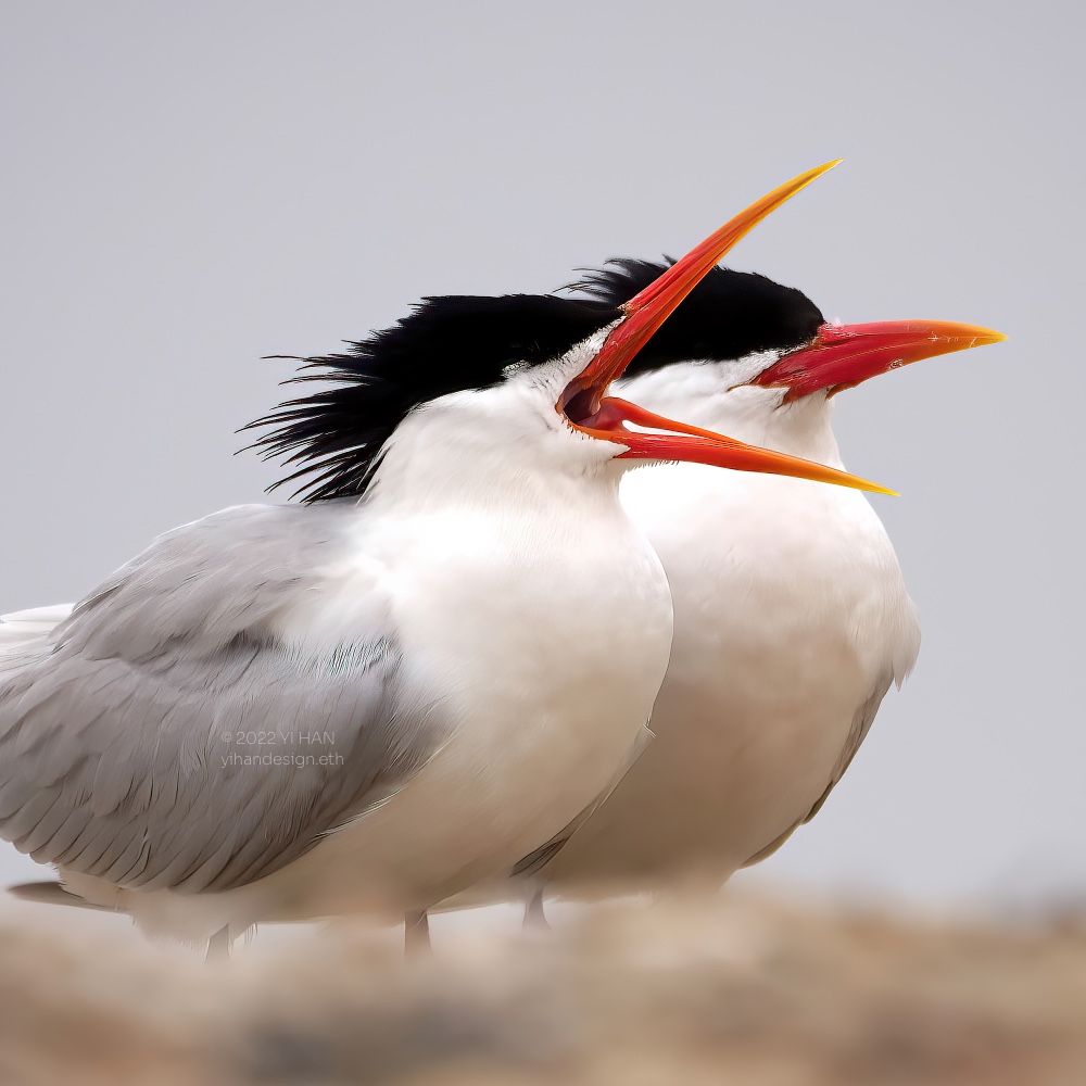 elegant terns.jpg