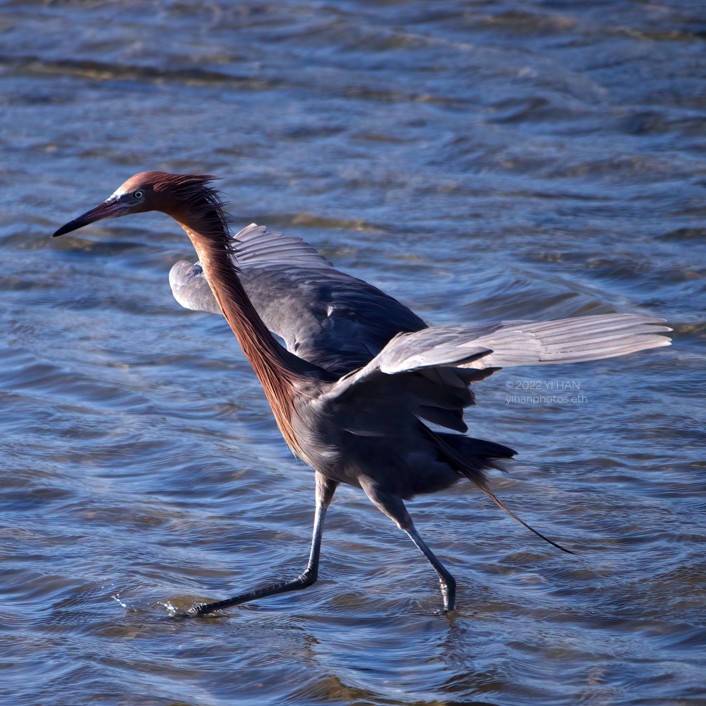 reddish_egret_1