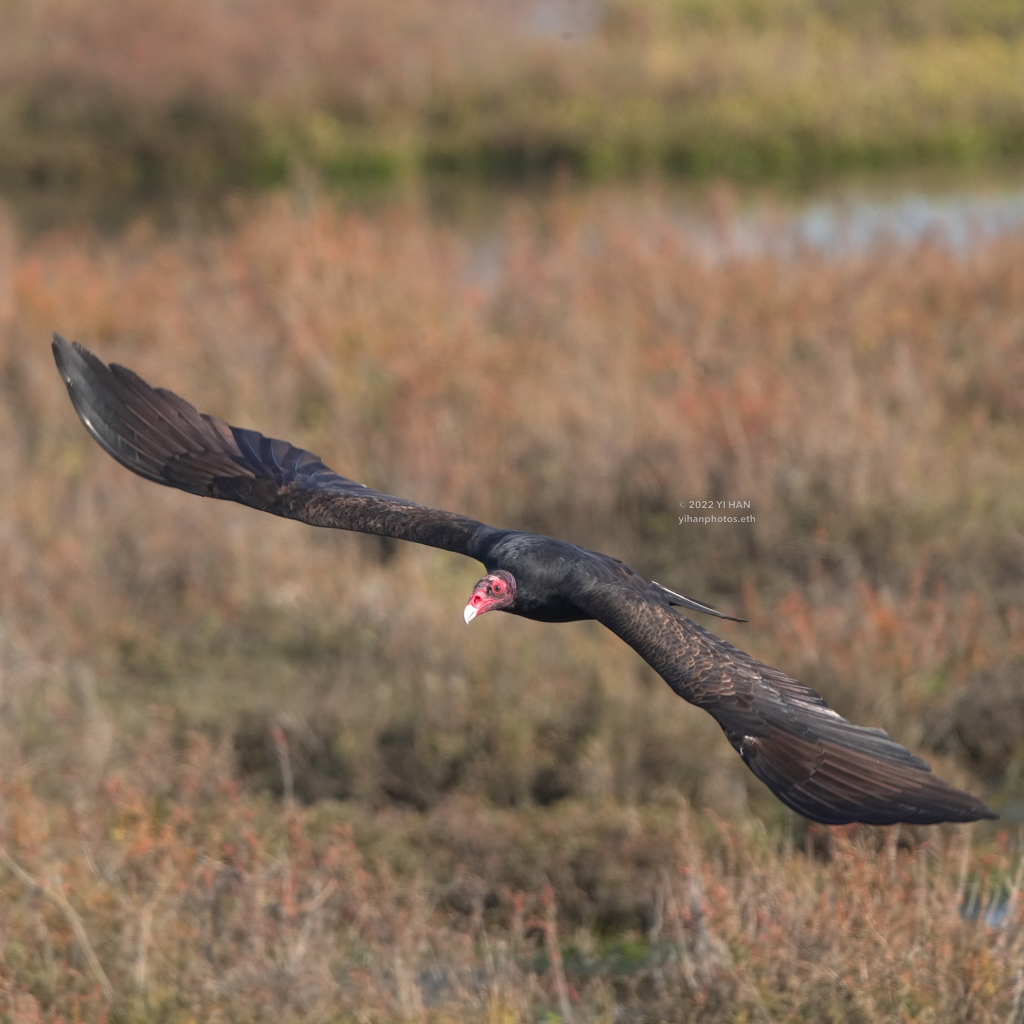 flying_turkey_vulture_3