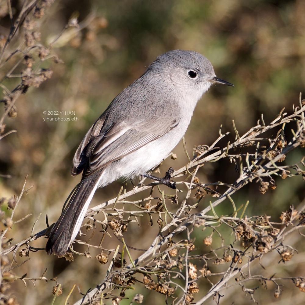 c_gnatcatcher_2