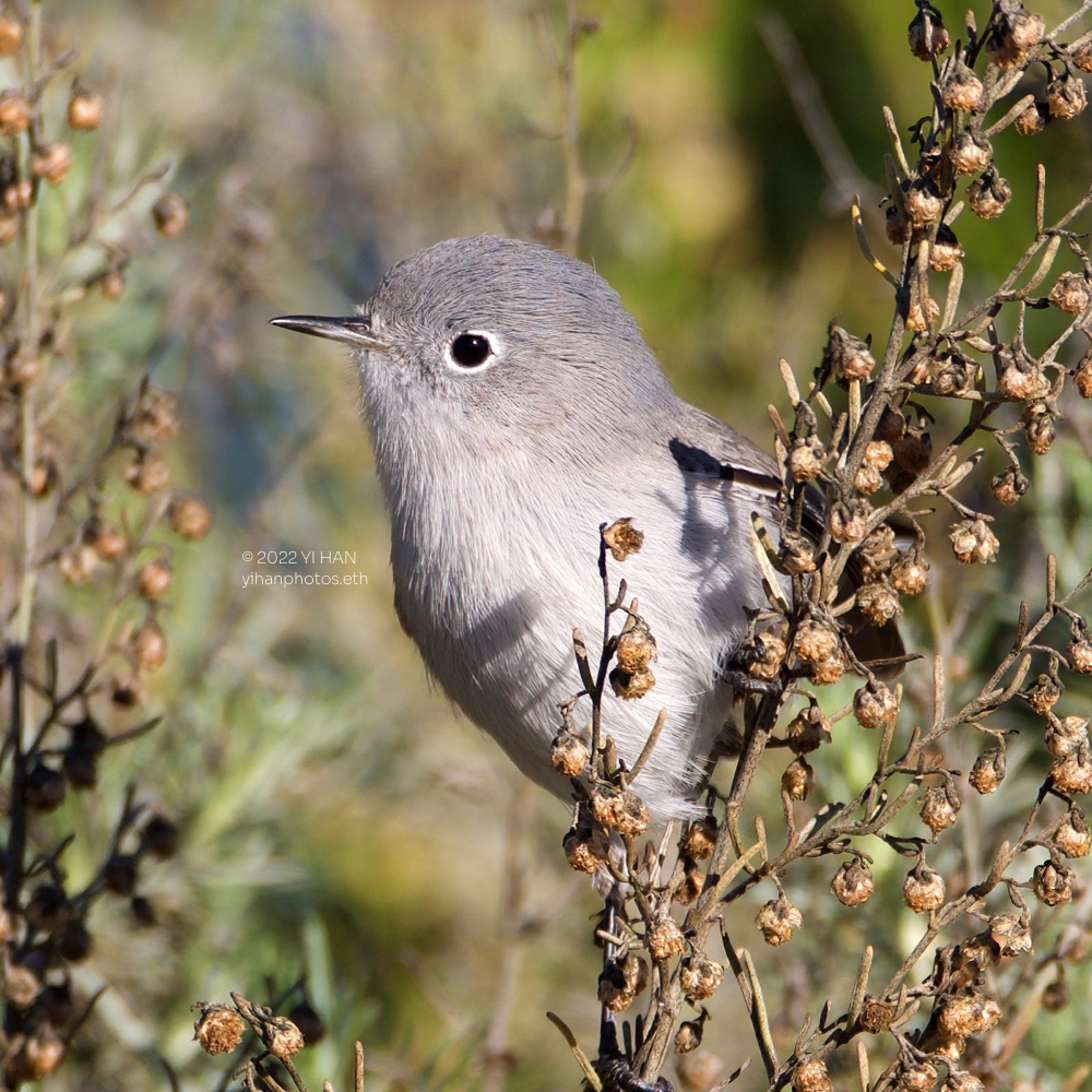 c_gnatcatcher_3