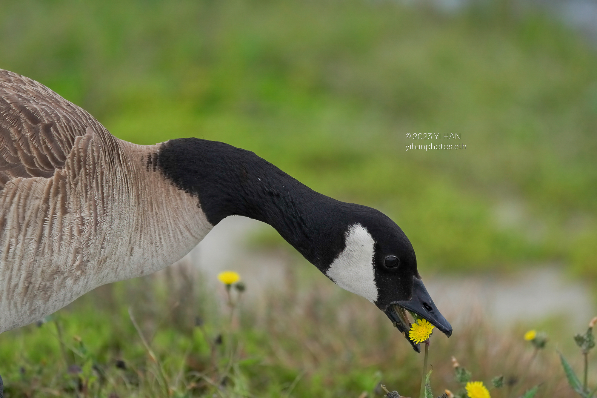 canada_goose