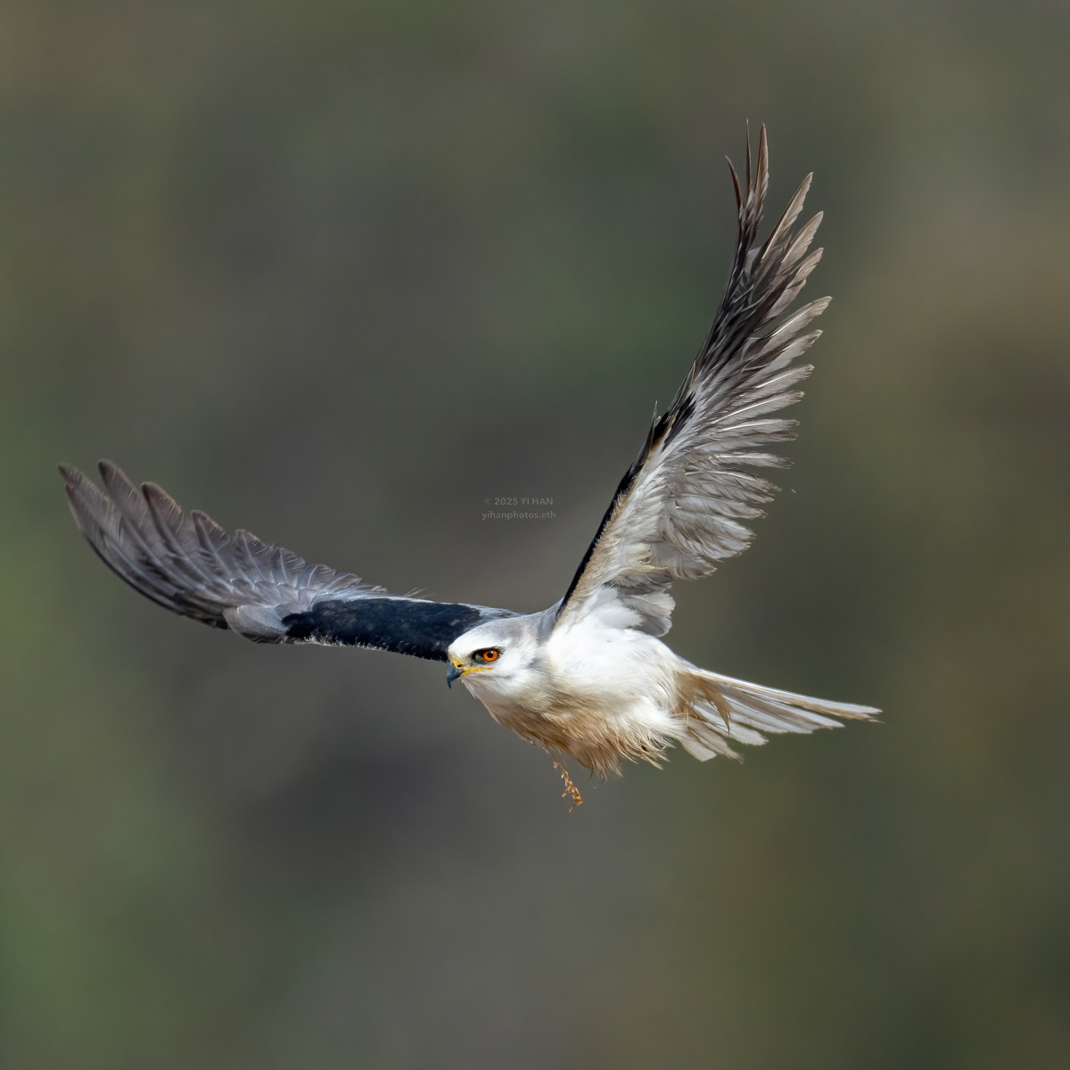 white-tailed-kite-3