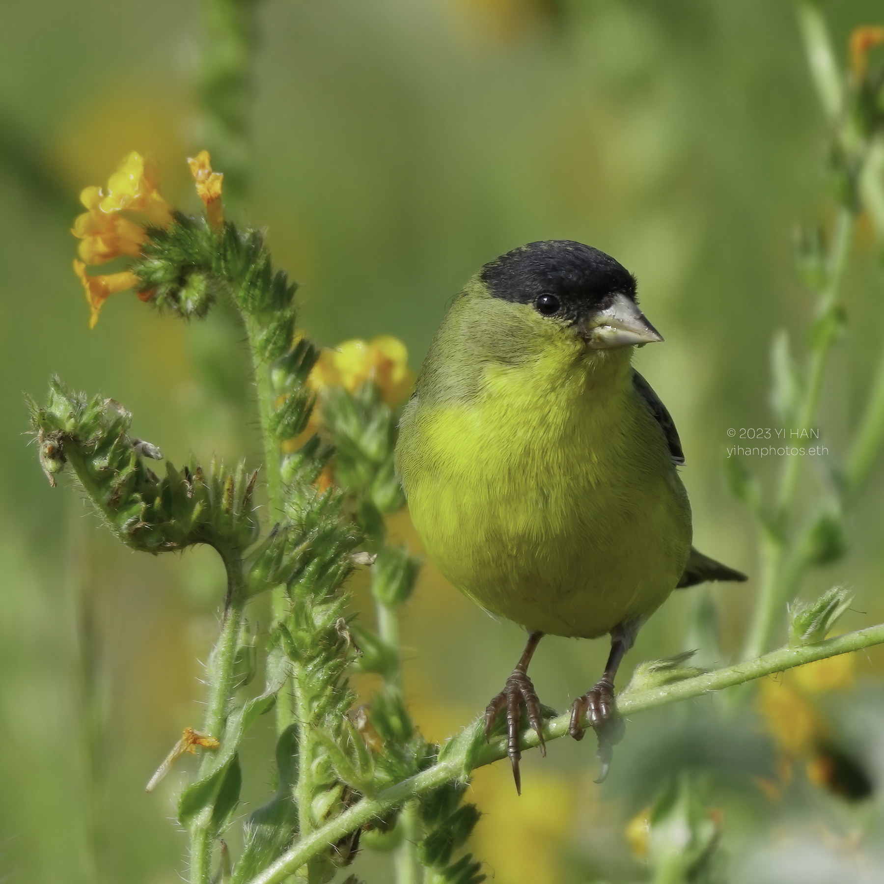 lesser_goldfinch_1