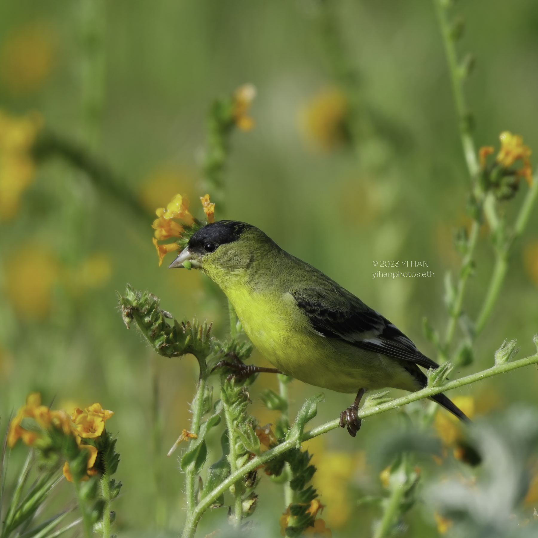 lesser_goldfinch_2