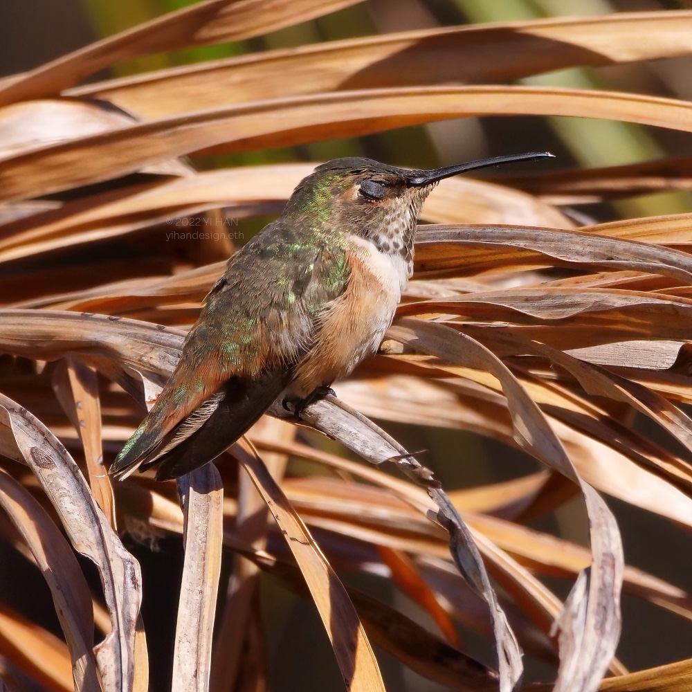 Allen's hummingbird_4.jpg