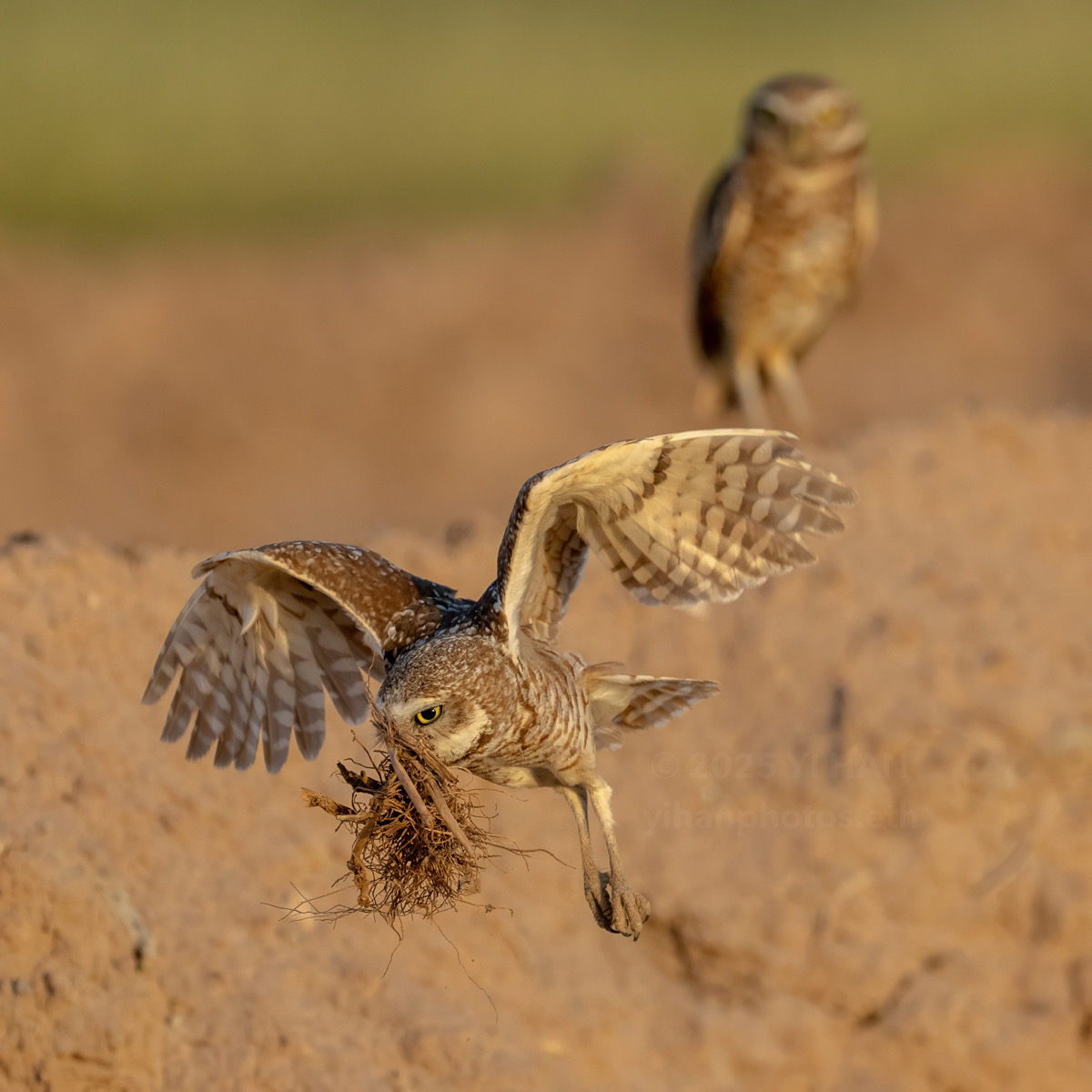 burrowing-owl-1
