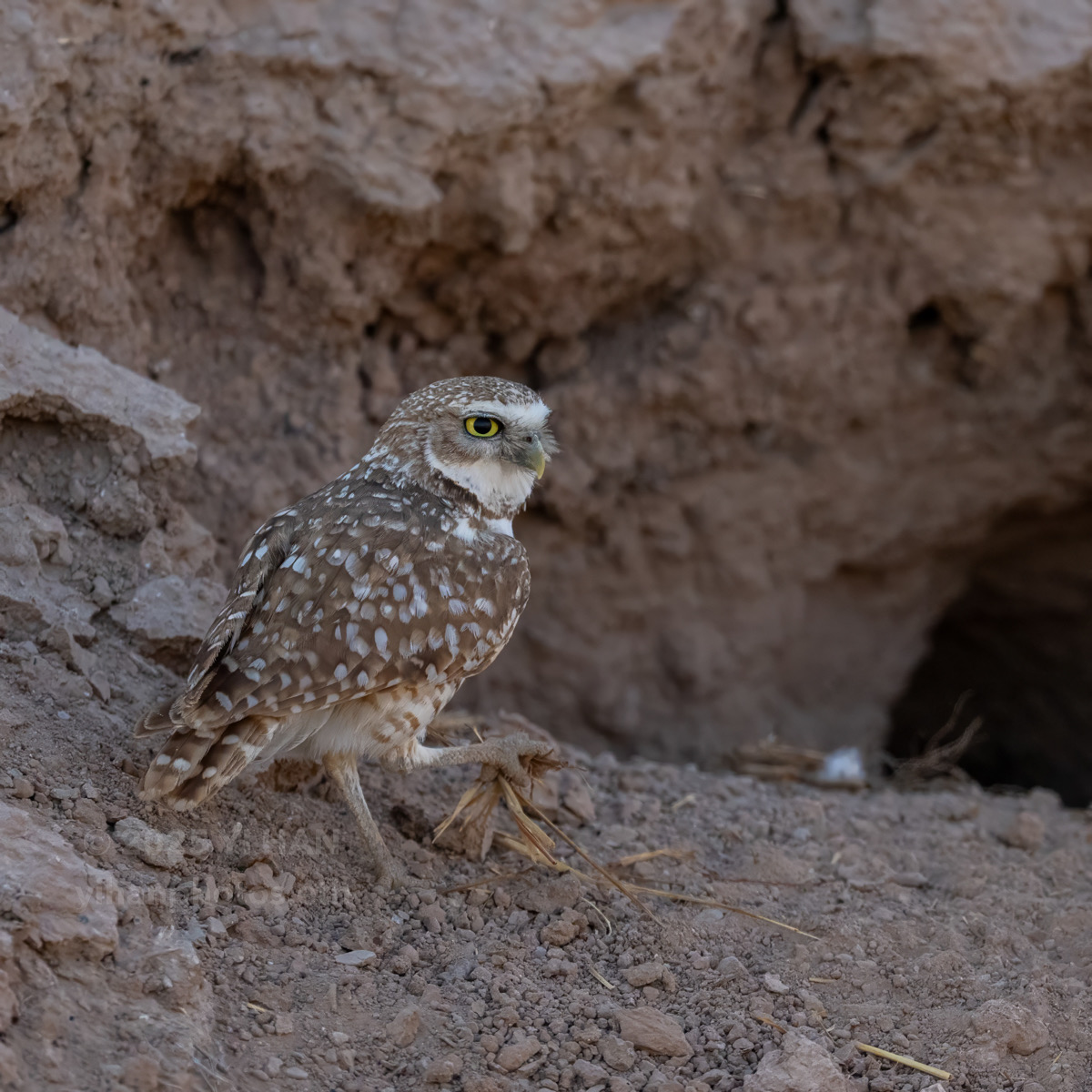 burrowing-owl-3