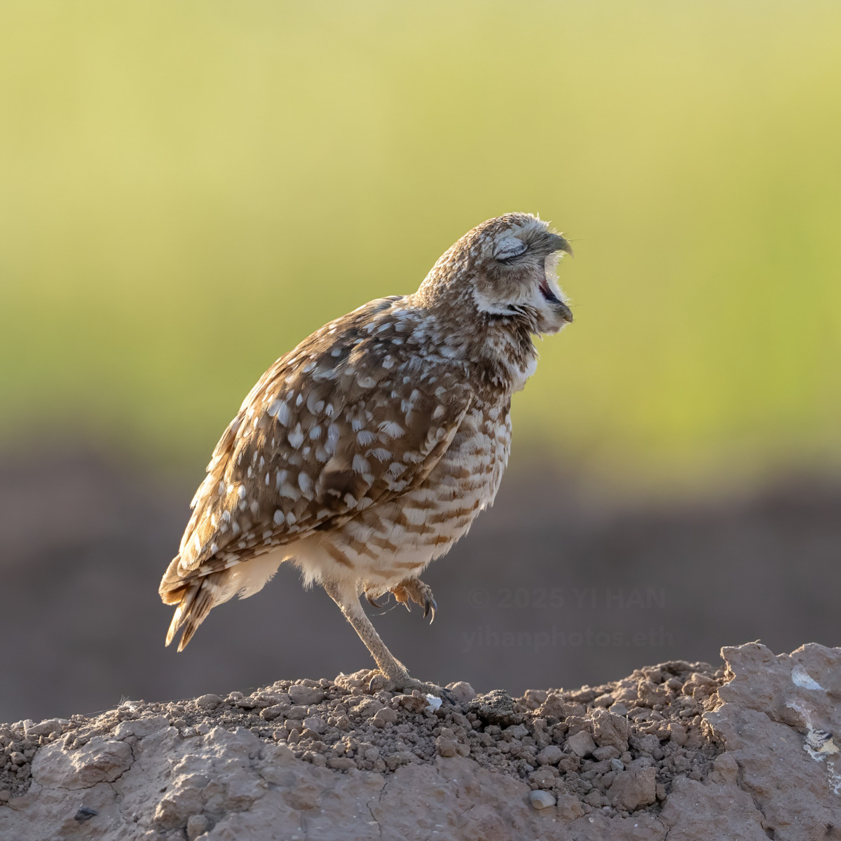 burrowing-owl-4