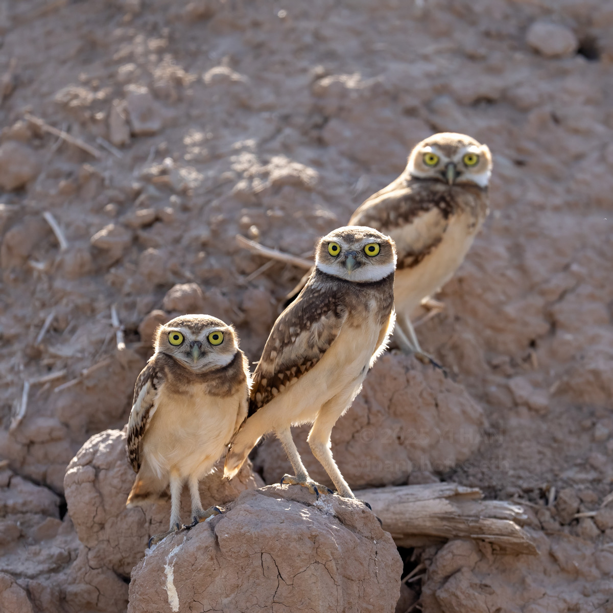 burrowing-owl-5