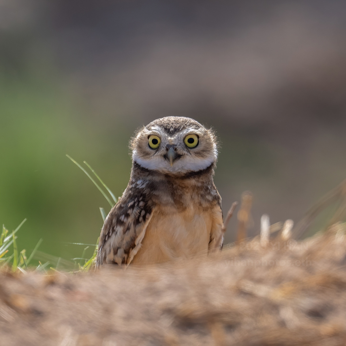 burrowing-owl-6
