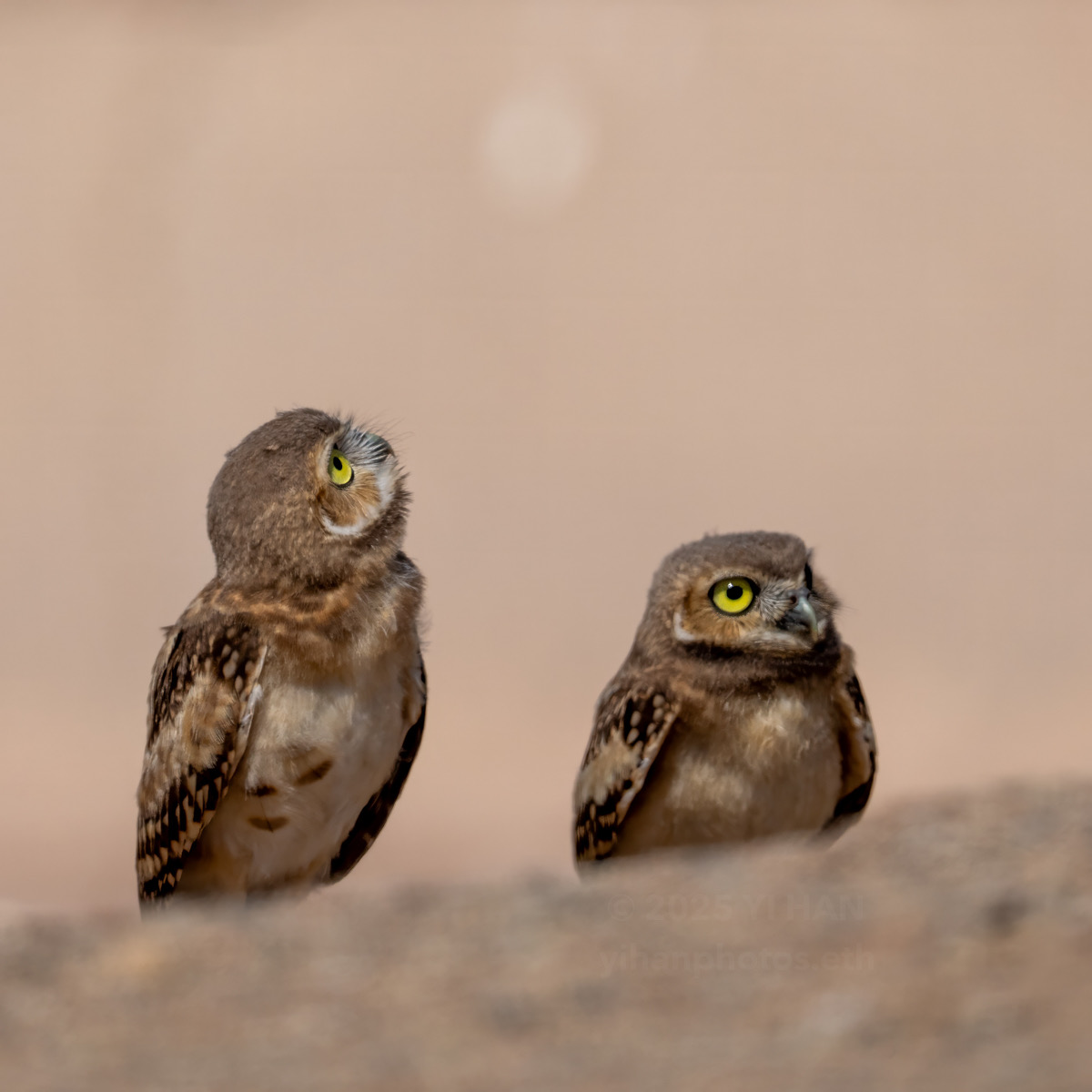 burrowing-owl-7
