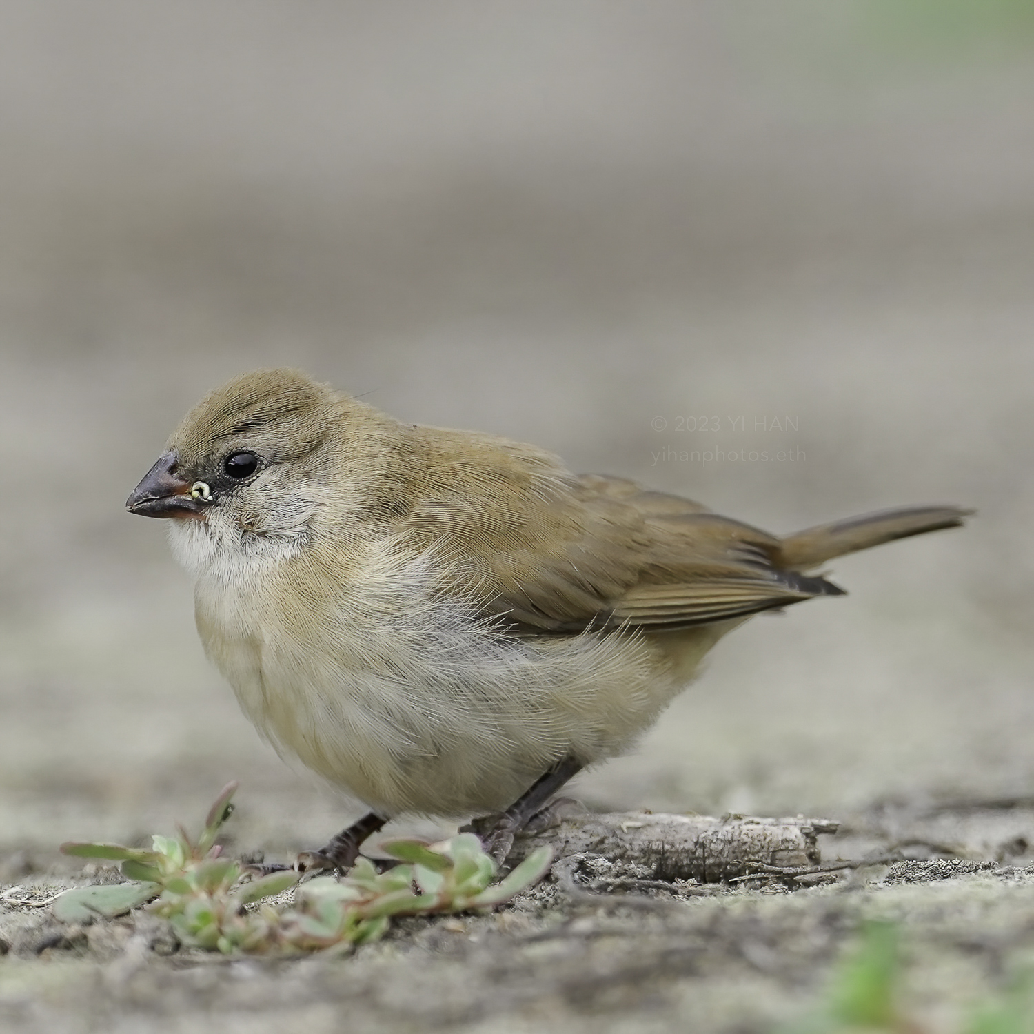 immature_pin_tailed_whydah_3