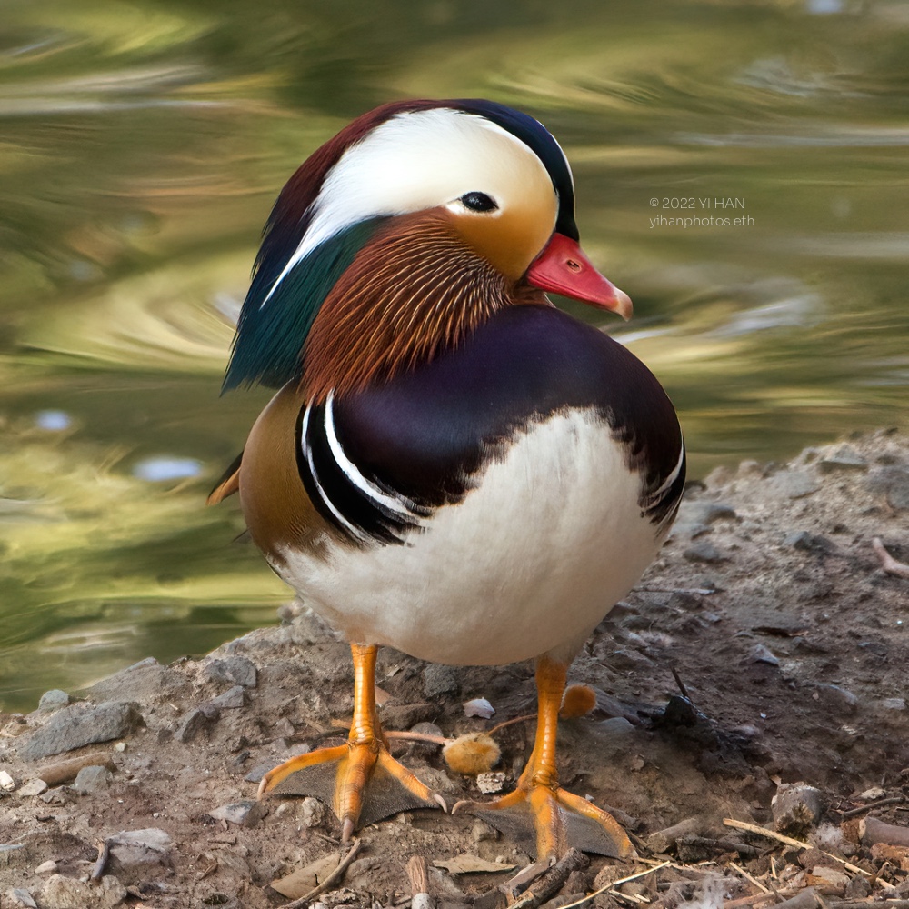 mandarin_duck_1