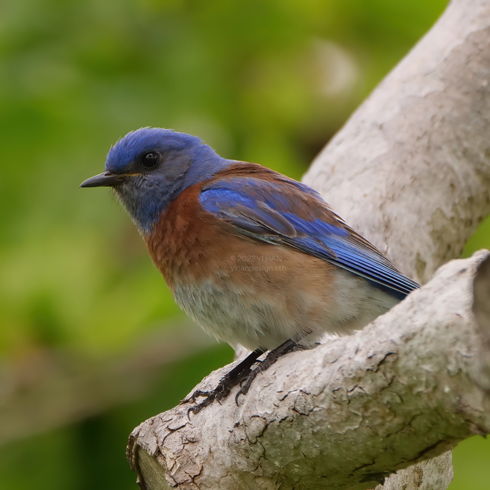 western bluebird.jpg