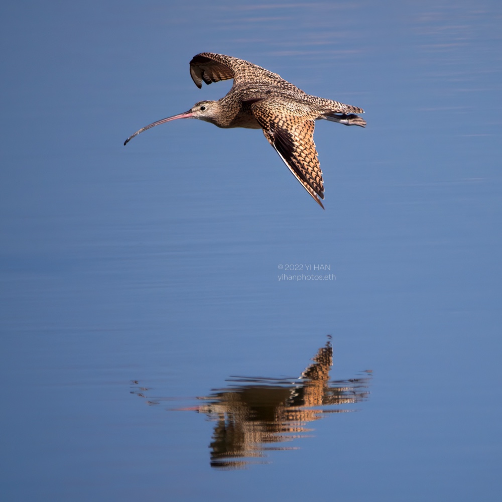 long-billed_curlew