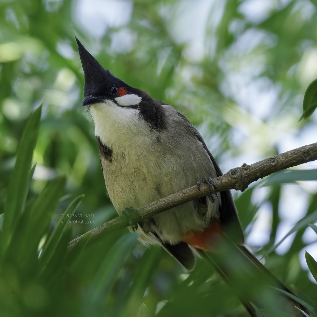 red_whiskered_bulbul_2