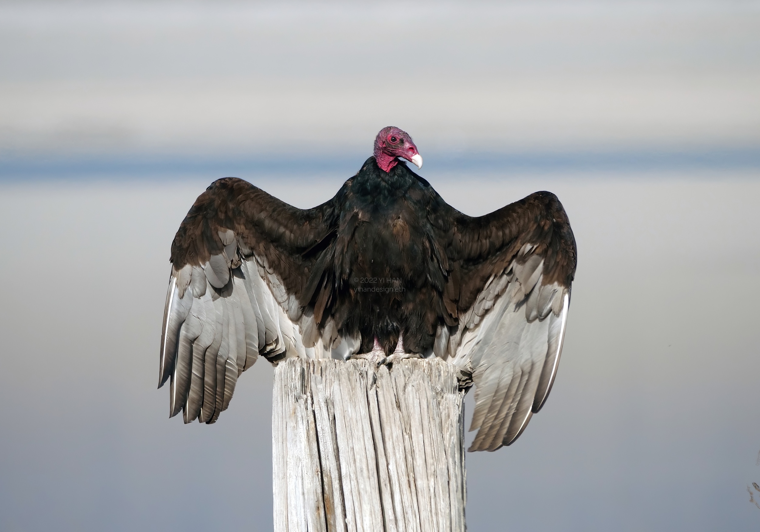 turkey vulture.jpg