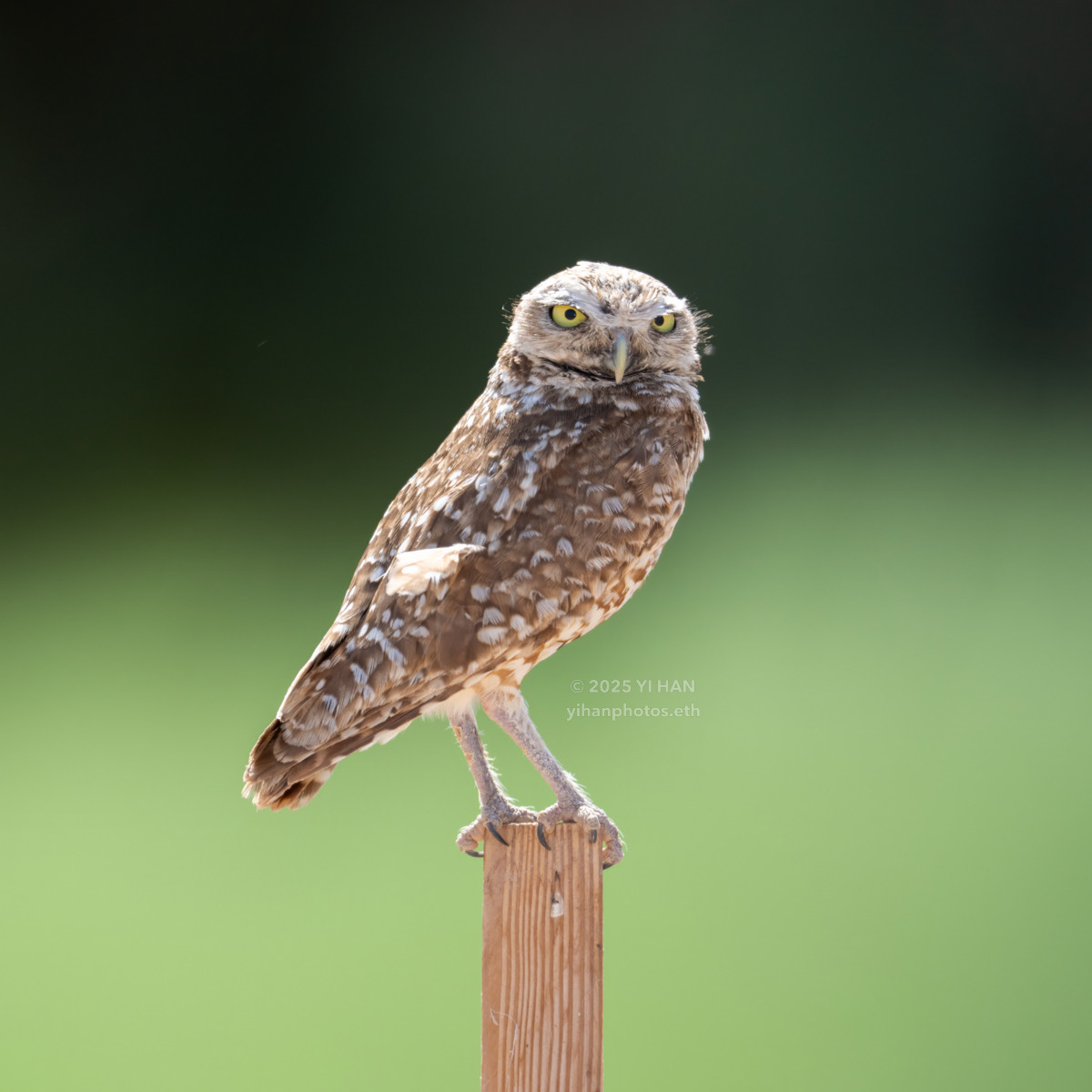 burrowing-owl-1