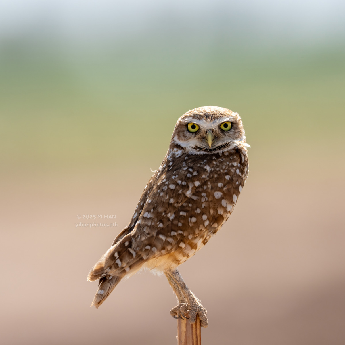 burrowing-owl-2