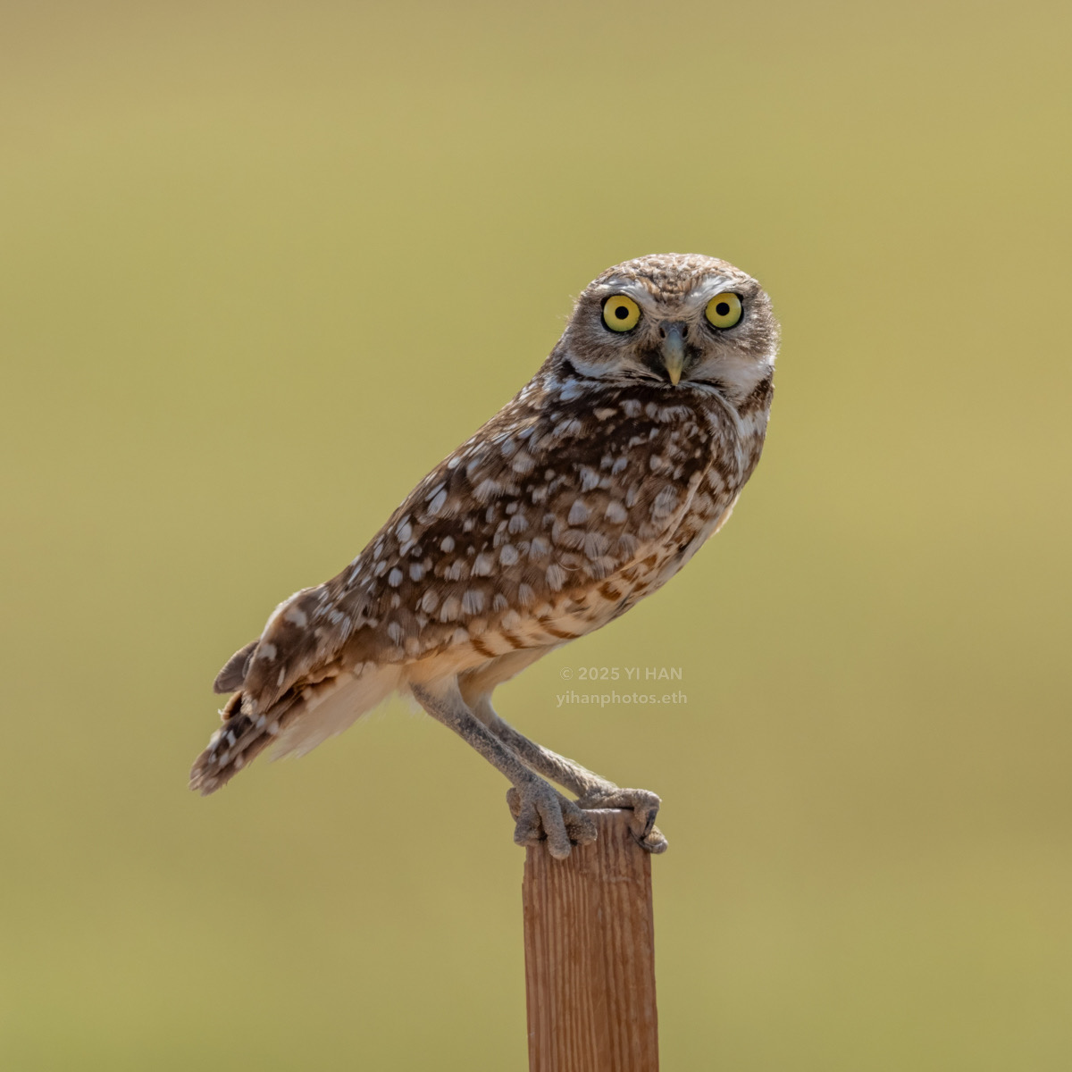 burrowing-owl-3