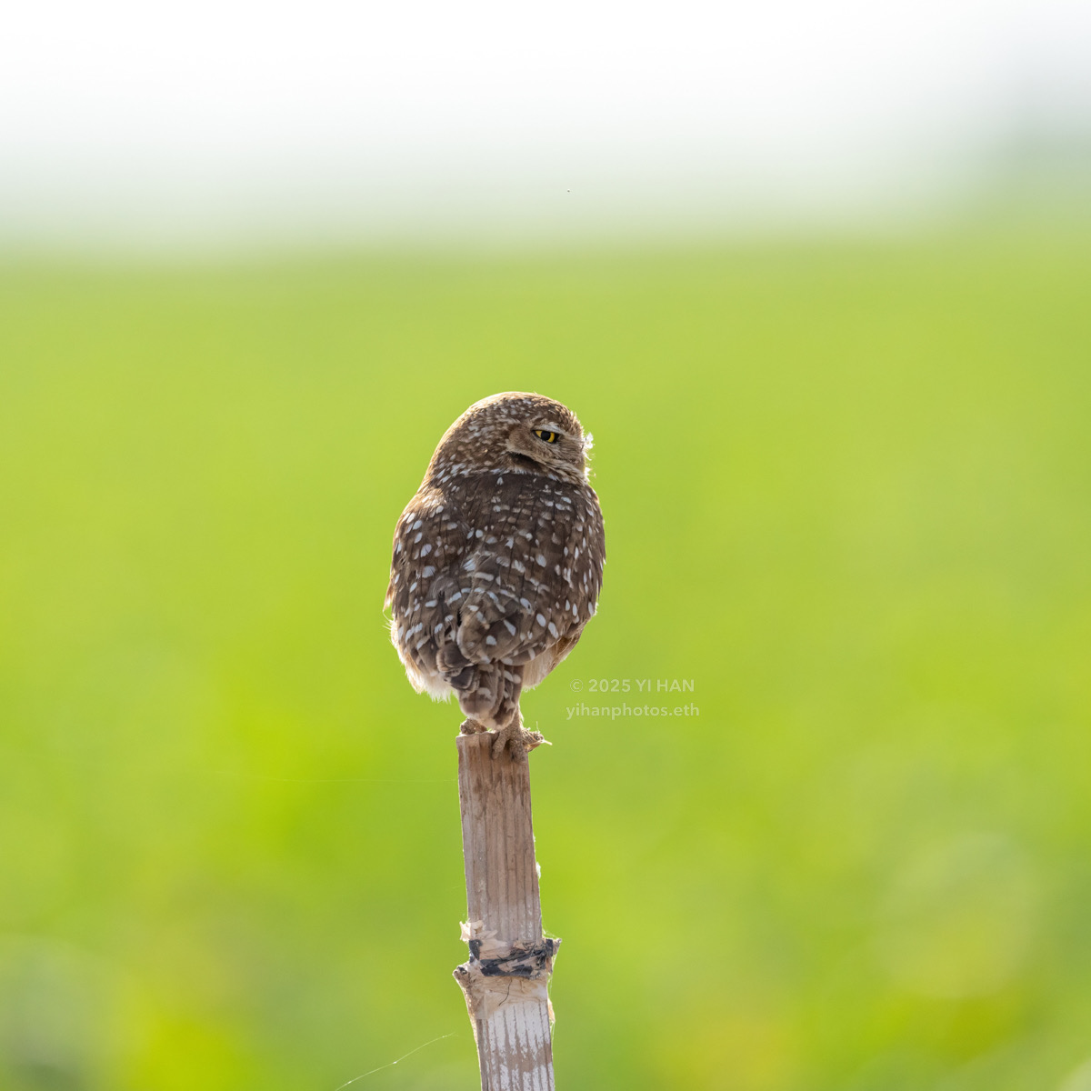 burrowing-owl-4