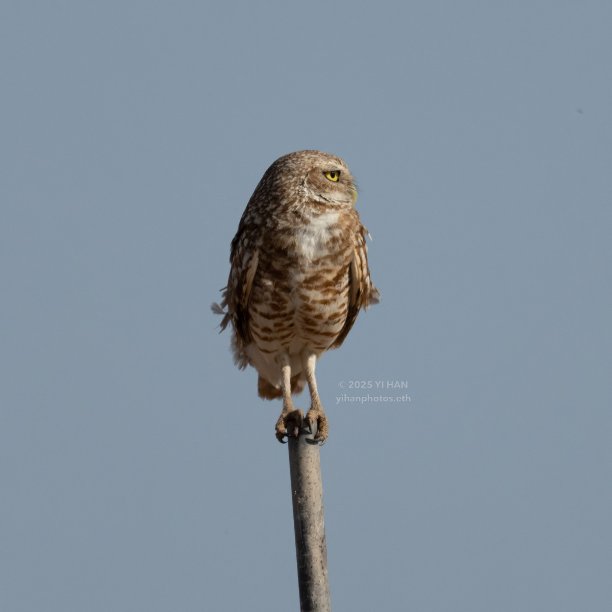 burrowing-owl-5
