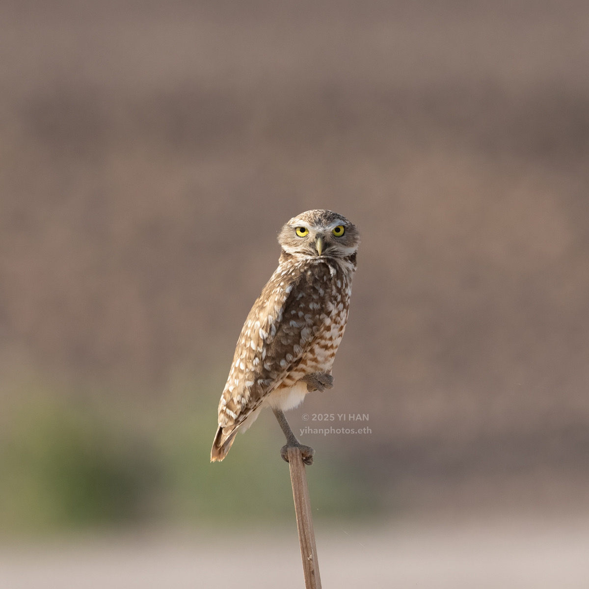 burrowing-owl-6