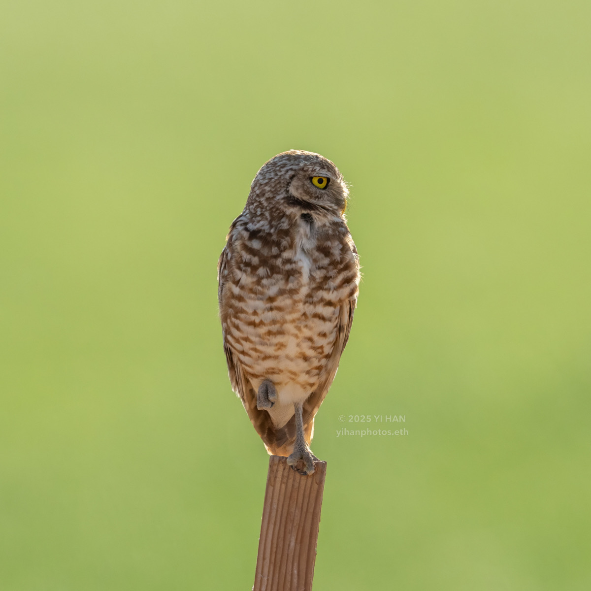 burrowing-owl-7