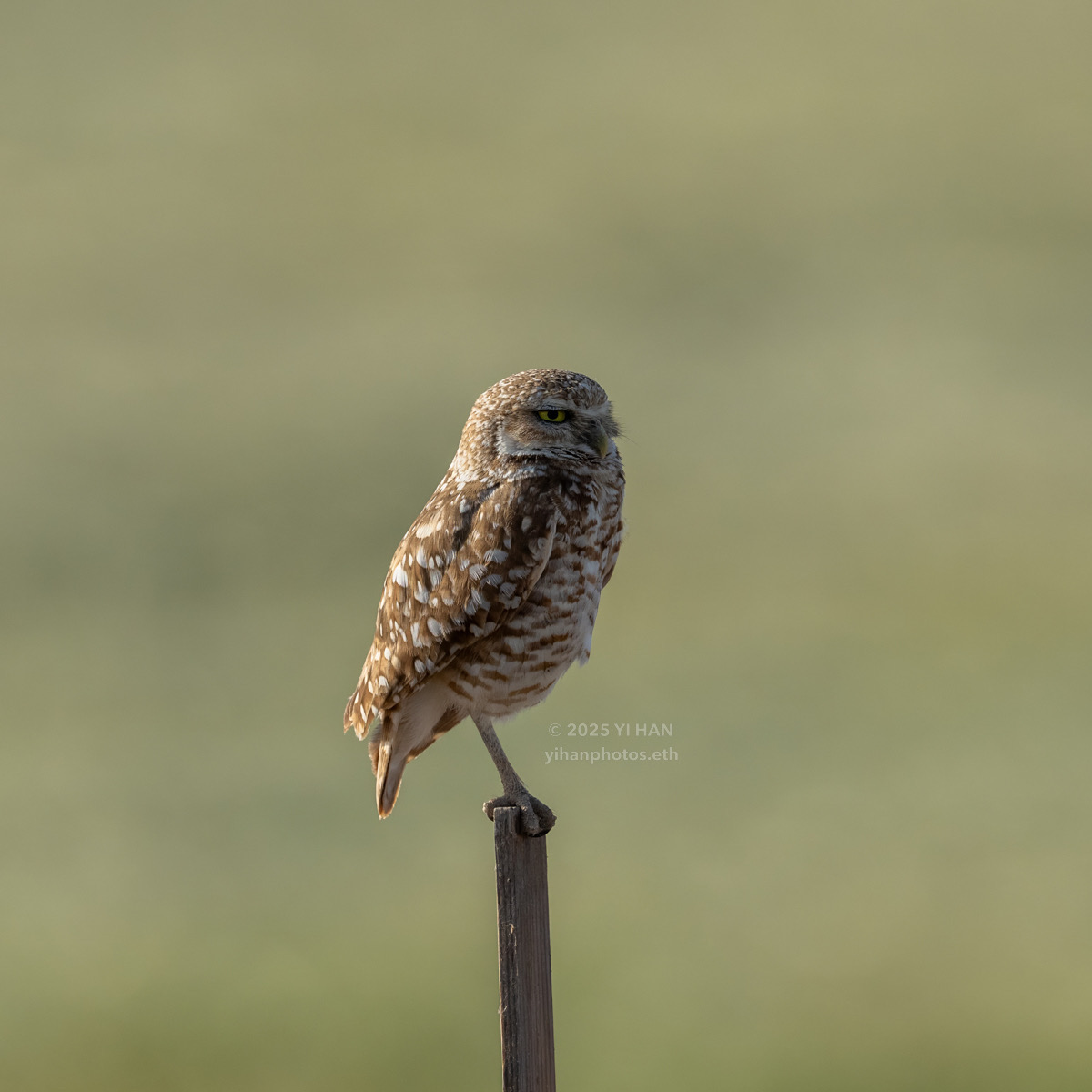 burrowing-owl-8