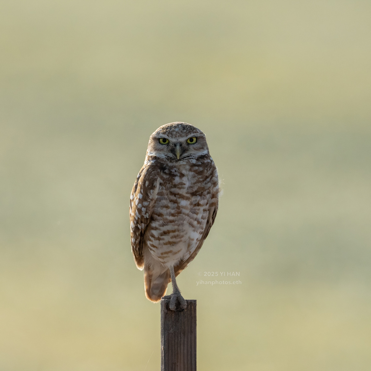 burrowing-owl-9