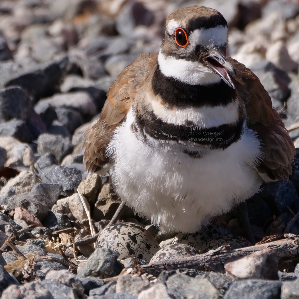 killdeer and eggs.jpg