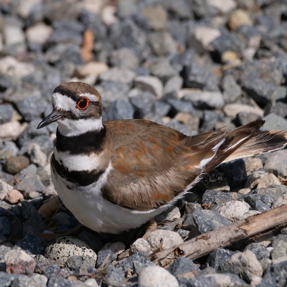 killdeer and eggs_3.jpg