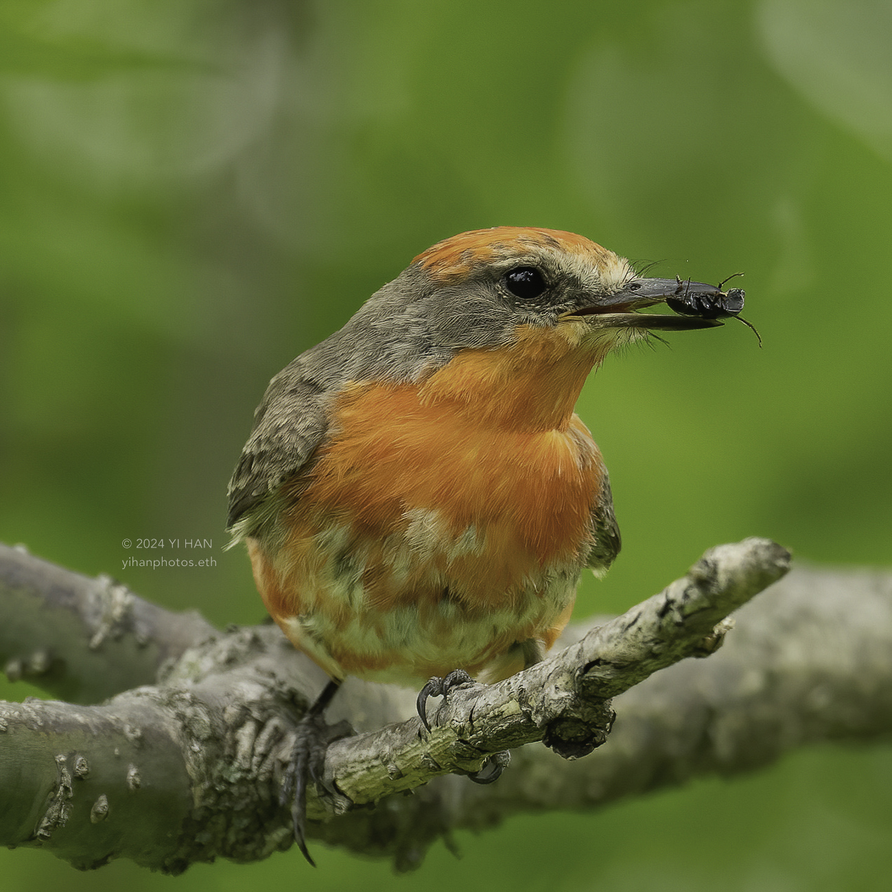 vermilion_flycatcher_2