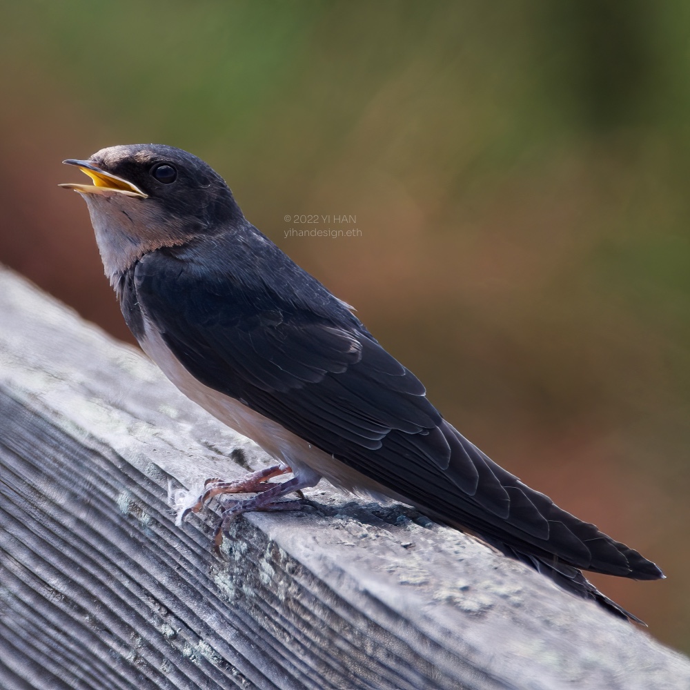 barn swallow_2.jpg