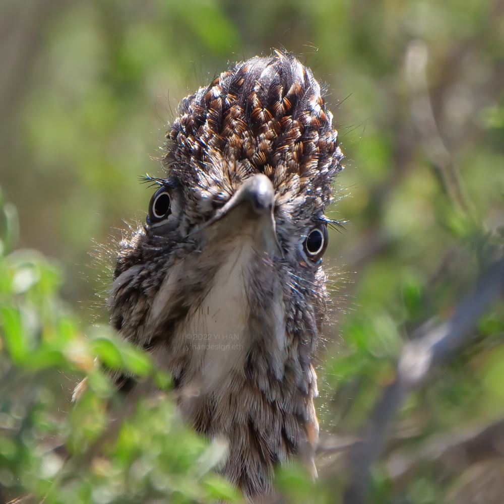 greater roadrunner_2.jpg