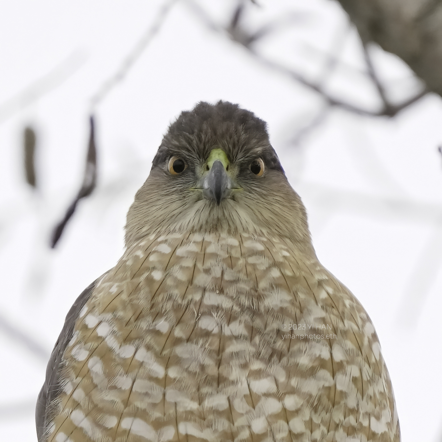 coopers_hawk_1