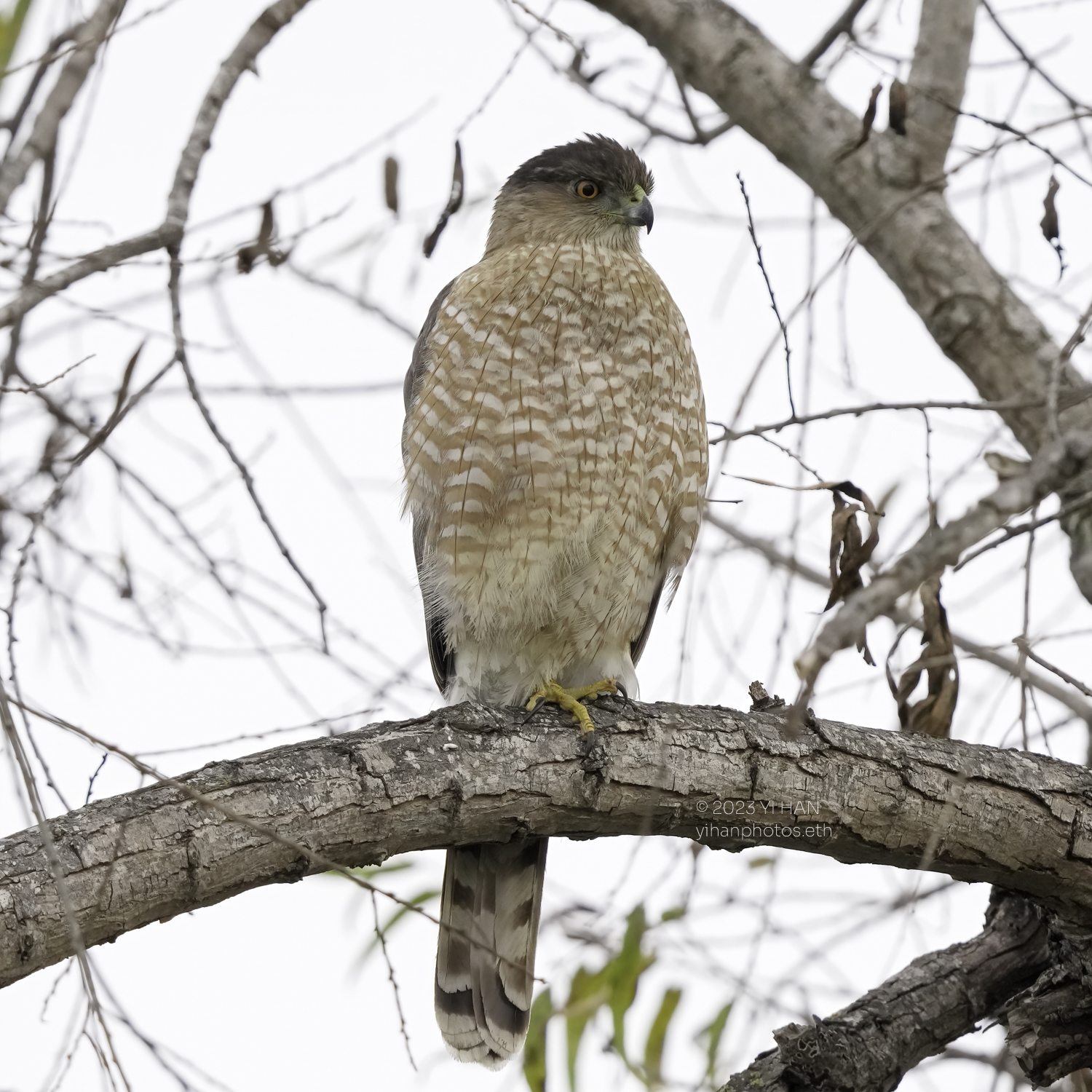 coopers_hawk_2