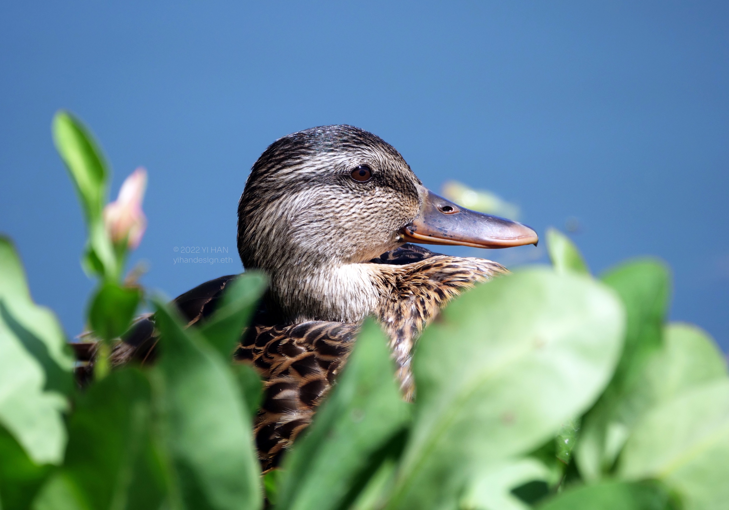 female mallard.jpg