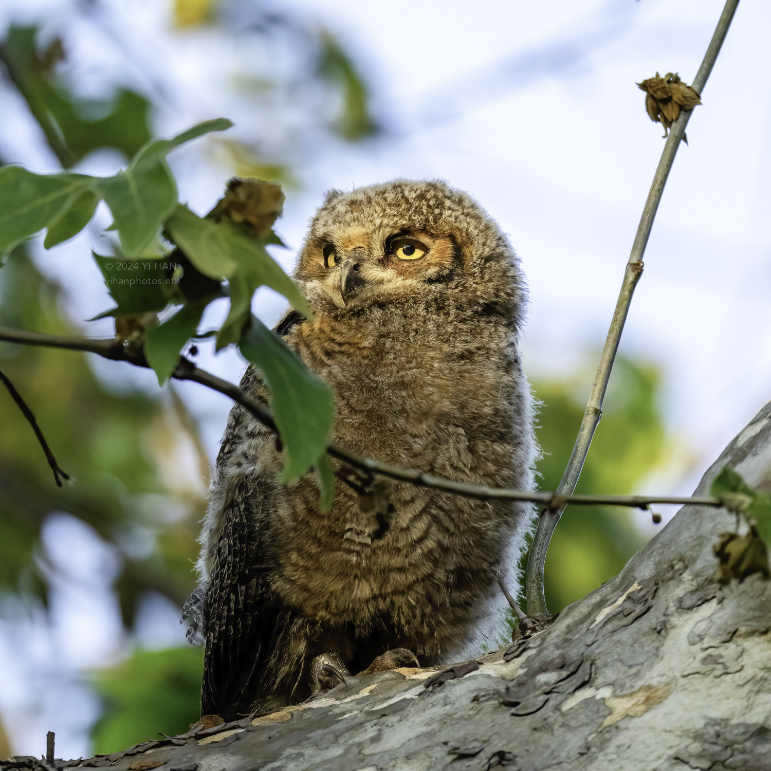 great_horned_owlet_golden_3